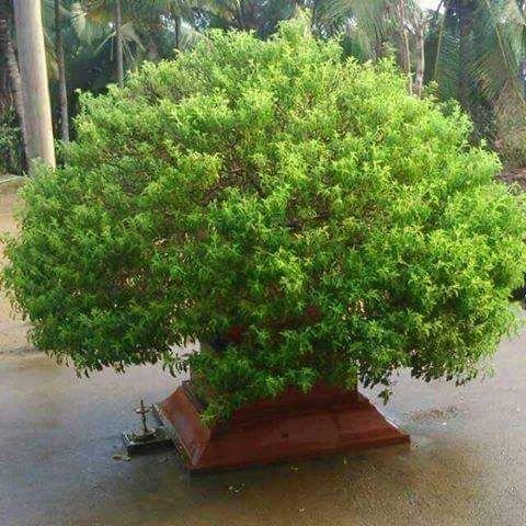Tulasi Plant (How to care) - Mihiraa